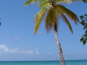 English: Coconut Palm on Martinique.
