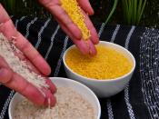English: Golden Rice grain compared to white rice grain in screenhouse of Golden Rice plants.