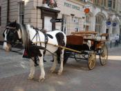Horse drawn carriage