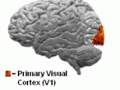 English: Side profile of brain, focusing on the location of the Primary Visual Cortex(V1).