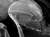 An ant as imaged using a scanning electron microscope (SEM)