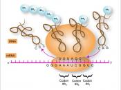 English: Interaction of mRNA at the ribosomal level to produce strings of amino acids or proteins.