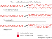 An overview of three postulated types of DNA replication. Original work for Wikipedia by Mike Jones User: Adenosine