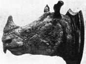 Head of a male Javan rhino (Rhinoceros sondaicus annamiticus) shot in Perak on the Malay Peninsula. Preserved in the Raffles Museum, Singapore. From Sody 1941, fig. 17, first published in Indonesia.