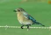 Sialia currucoides female My first Mountain Bluebird, seen on Turri Road in a flock of about 15 birds. Western Bluebirds are more often seen here.