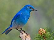 Sialia currucoides - Mountain Bluebird, Cabin Lake Viewing Blinds, Deschutes National Forest, Near Fort Rock, Oregon