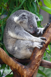 Koala sleeping on a tree top