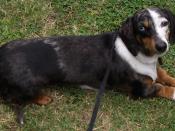 English: This is a photo of Princess taken on 4 November 2006 by her owner in the backyard. Princess is a silver dapple smooth-haired purebred miniature dachshund born on 29 January 2005 in Queensland, Australia. She has a blue eye and a brown eye. Her fa