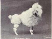 Toy Poodle from 1915