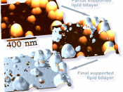 3d-Adapted AFM images showing formation of transmembrane pores (holes) in supported lipid bilayer