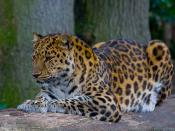 English: Amur leopard in captivity