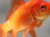 English: An image of a Common goldfish