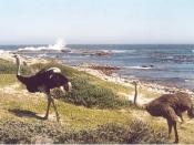 English: Ostriches at the Cape of Good Hope, South Africa