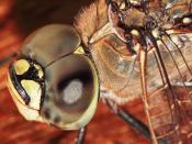 Dragonfly compound eyes02