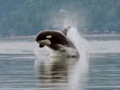 Cropped version of the single breaching orca picture from Hood Canal. May 2005.