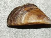 Three color varieties of the shell of the zebra mussel