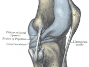 Capsule of right knee-joint (distended). Lateral aspect.