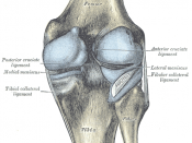 Capsule of right knee-joint (distended). Posterior aspect.