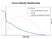 Force–velocity relationship: right of the vertical axis concentric contractions (the muscle is shortening), left of the axis excentric contractions (the muscle is lengthened under load); power developed by the muscle in red.