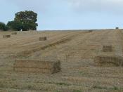 English: Weetabix or Shredded Wheat? The farming process now makes sure that the wheat is divided into Weetabix or Shredded Wheat shaped chunks before delivery.