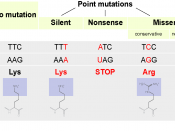 English: Types of point mutations. With examples.