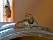 Drosophila melanogaster image illustrating sexual dimorphism and mating behavior.