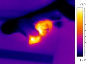 thermographic of a snake eating a mouse