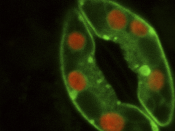 Confocal image of an Arabidopsis stomate showing two guard cells exhibiting green fluorescent protein and native chloroplast (red) fluorescence.