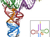 X-ray structure of the tRNA Phe from yeast. Data was obtained by PDB 1ehz and rendered with PyMOL. violet: acceptor stem wine red: D-loop blue: anticodon loop orange: variable loop green: TPsiC-loop yellow: CCA-3' of the acceptor stem grey: anticodon
