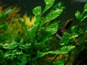 Bolbitis heudelotii, one of hundreds of aquatic plants found in the hobby.