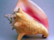 English: Shell of Eustrombus gigas.
