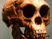 Homo floresiensis (the "Hobbit")