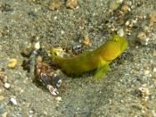 English: Alpheus bellulus (Snapping shrimp) with partner Cryptocentrus cinctus (Yellow shrimp goby). A symbiotic relationship where the blind shrimp digs the protective burrow and the keen eyed goby serves as lookout.