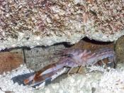 Pistol shrimp (Alpheus distinguendus)