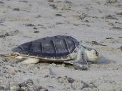 Kemp Ridley's sea turtle
