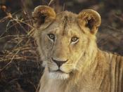 English: Young Lion. Masai Mara National Reserve, Kenya. Français : Jeune lion. Réerve nationale Masai Mara, Kenya.
