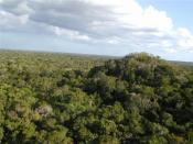 The Maya Biosphere Reserve, showing the El Tigre Complex at El Mirador, Guatemala
