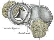Annular ligament of radius, from above.