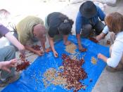 Sorting and pulping coffee beans at a fair trade cooperative in Guatemala