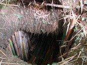 Photograph of the entrance to the reproduction of Japanese hideout Shoichi Yokoi's cave on Guam.