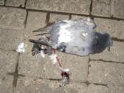 Česky: Mrtvý holub