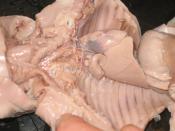 English: Dissected fetal pig, showing the thoracic cavity, including the rib cage, the heart in the pericardium, the lungs, the diaphragm, part of the liver, and all those organs under the neck.