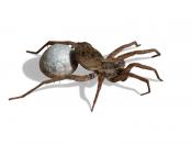 English: Wolf Spider carrying egg sac. Masked version of File:20071030_Wolf_Spider_Carrying_Egg_Sac_(Cropped).jpg with white background for clarity.