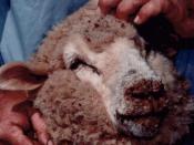 English: A sheep with an orf (contagious pustular dermatitis) infection on the lips and nose