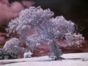 English: An infrared (IR) photograph of a tree.