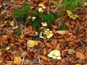English: Toadstools in the leaf litter, Cobham Frith, near Marlborough. Here is a family of toadstools growing on and near a moss-covered tree stump. The leaves are from the beech trees that are the main feature of the Cobham Frith woodland.