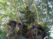 English: Yew in Black Poplar The crown of the heavily pollarded Black Poplar has collected enough leaf litter, etc to produce a suitable soil for this Yew tree to thrive. the branches on the road side of the poplar have been cut early to protect an overhe