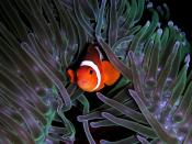 Amphiprion ocellaris (Clown anemonefish) in Heteractis magnifica (Sea anemone) Français : Un poisson-clown à trois bandes (Amphiprion ocellaris) dans une anémone de mer (Heteractis magnifica).