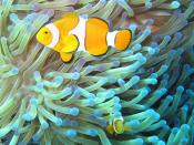 English: Common Clownfish (Amphiprion ocellaris) in their Magnificent Sea Anemone (Heteractis magnifica) home on the Great Barrier Reef, Australia.