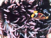 Two-banded clown fish - Amphiprion bicinctus - in sea anemone - Heteractis crispa